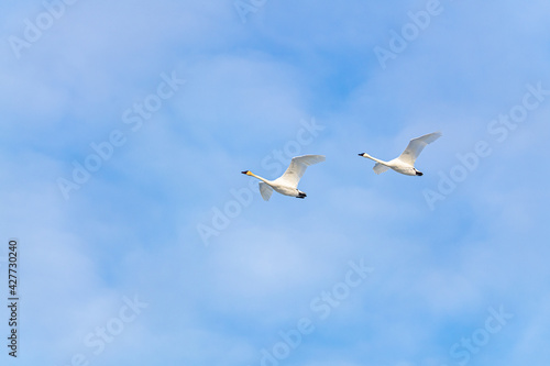 White, arctic trumpeter swans flying across a northern Canadian spring time landscape in April on their way to breeding grounds at the Bering Sea. Clouds in blue sky background. 