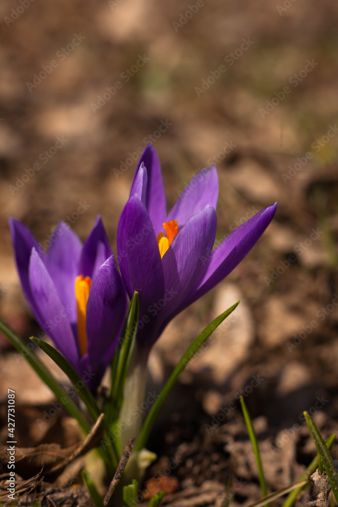 Beautiful spring flowers. Beautiful colorful first flowers Crocuses in the meadow with the sun. Background for wallpaper. Beautiful spring flowers. Beautiful colorful first flowers Crocuses in the meadow with the sun. Background for wallpaper.