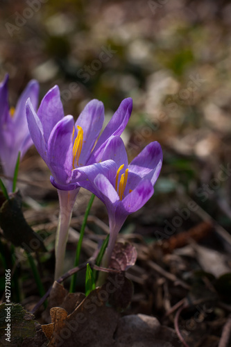 Delicate crocuses in the spring sun. 