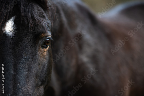 Close Up eines Pferdeauges vor dem Pferdek  rper