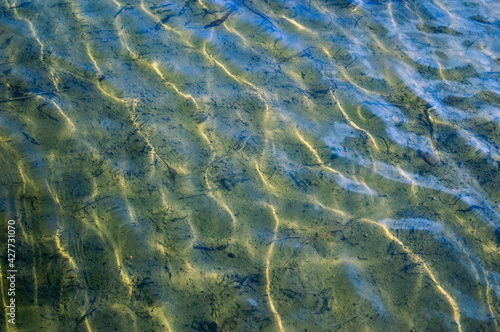 Background. Sunlight in the river