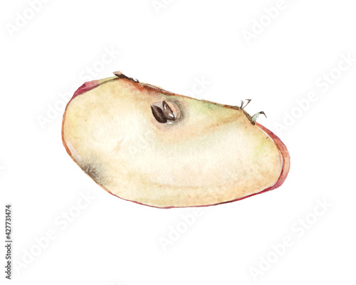 Watercolor apple slice for vegetarian cookbook. Poster, postcard in realism. Hand drawn fruits, fresh and tasty. Raster stock illustration isolated on white background.