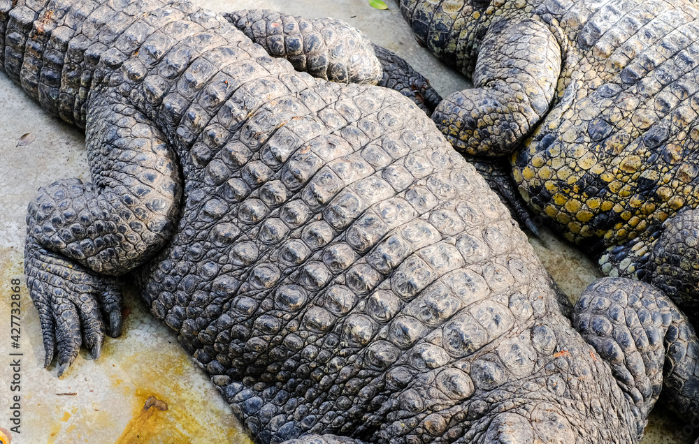 Fototapeta premium Wild crocodiles on the river bank in the jungle