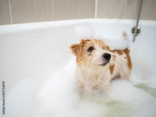 Jack Russell Terrier puppy is washed in the bathroom
