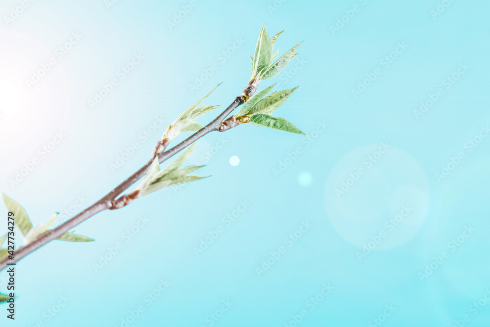 May flowers. Spring blossom and April floral nature on blue background. Beautiful scene with blooming tree. Easter Sunny day. Orchard abstract blurred background. Springtime.