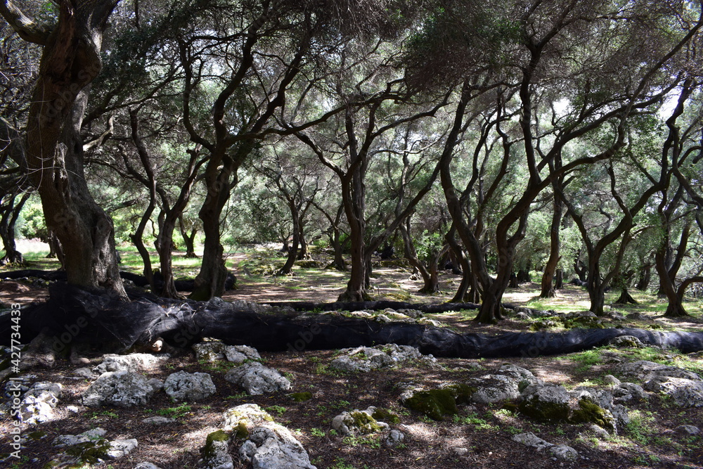 Dense olive grove in the midday sun