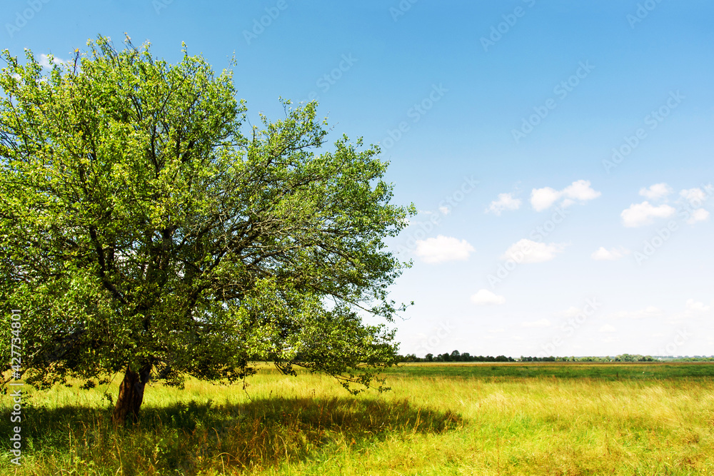 Summer landscape with a lone pear tree in a field and a blue sky with clouds on a sunny summer day