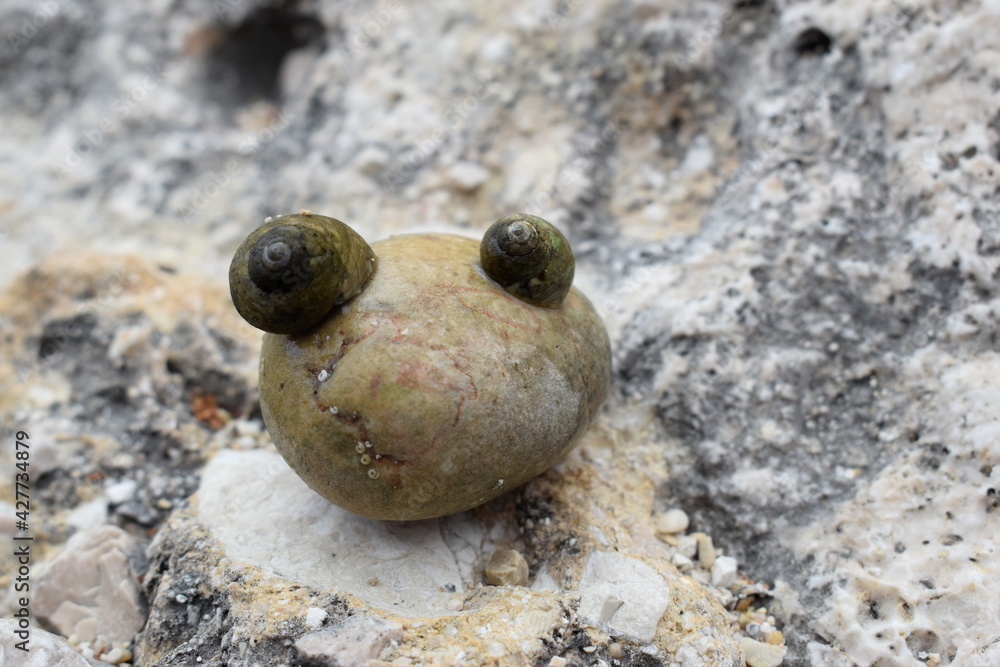 Two snails on a stone looking like a funny frog's head Two snails on a stone looking like a funny frog's head