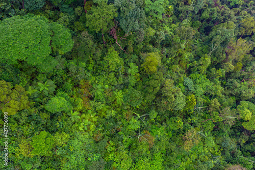 Aerial top view of tropical forest - beautiful tranquil scenery in jungle - tree view from above - healthy environment and Rainforest ecosystem concept