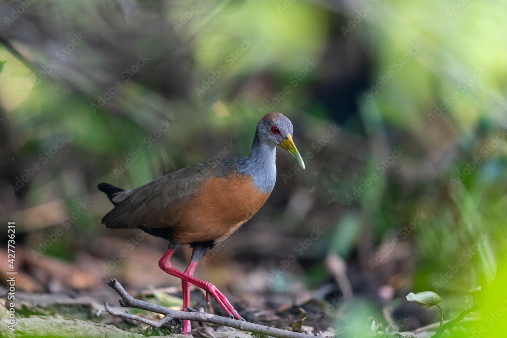 The Grey-necked Wood Rail or Grey-cowled Wood Rail (Aramides cajaneus) The Grey-necked Wood Rail or Grey-cowled Wood Rail (Aramides cajaneus)