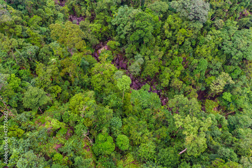 Aerial top view of tropical forest - beautiful tranquil scenery in jungle - tree view from above - healthy environment and Rainforest ecosystem concept
