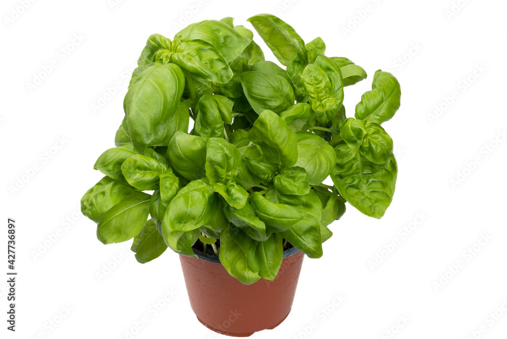 Italian basil plant in a brown plastic plant pot on the white background. Italian basil plant in a brown plastic plant pot on the white background.