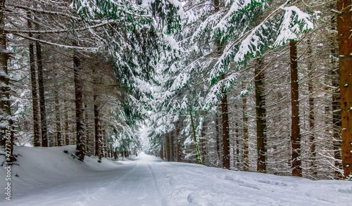 Obraz na płótnie Las Wood Sosny w salonie