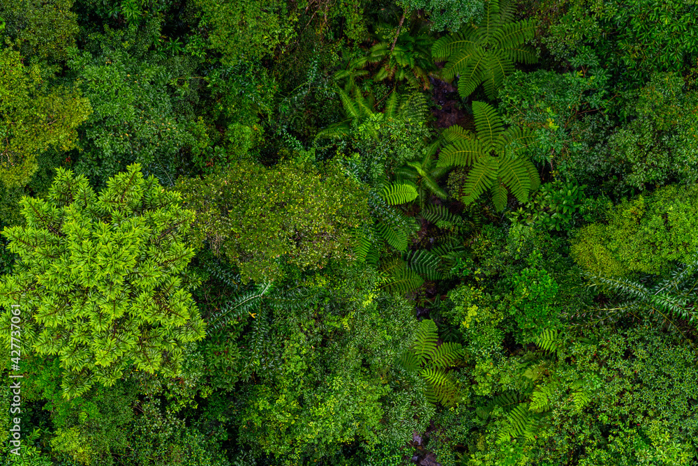 Aerial top view of tropical forest - beautiful tranquil scenery in jungle -  tree view from above - healthy environment and Rainforest ecosystem concept