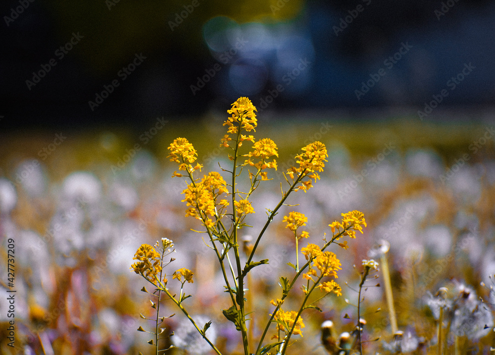 Obraz premium yellow flowers of sky