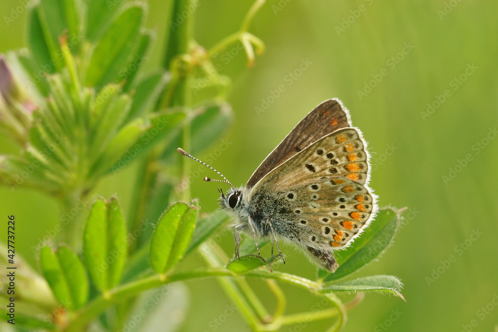 Closeup on a brown argus, Aricia agestis, with closed wings in the green vegetation Closeup on a brown argus, Aricia agestis, with closed wings in the green vegetation