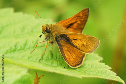 Closeup of the large skipper, Ochlodes sylvanus, posing with open wings on green leaf