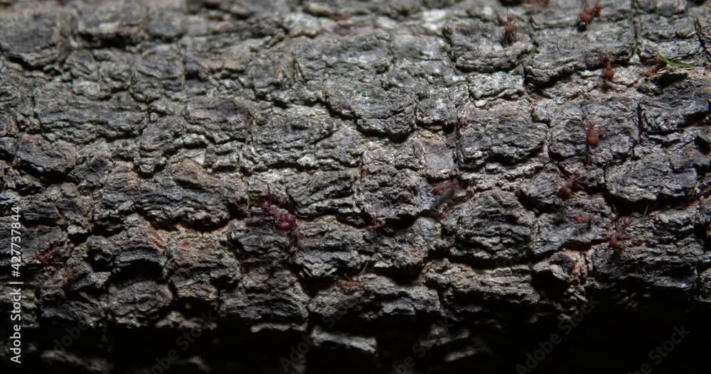 Ant team work  - colaborative work