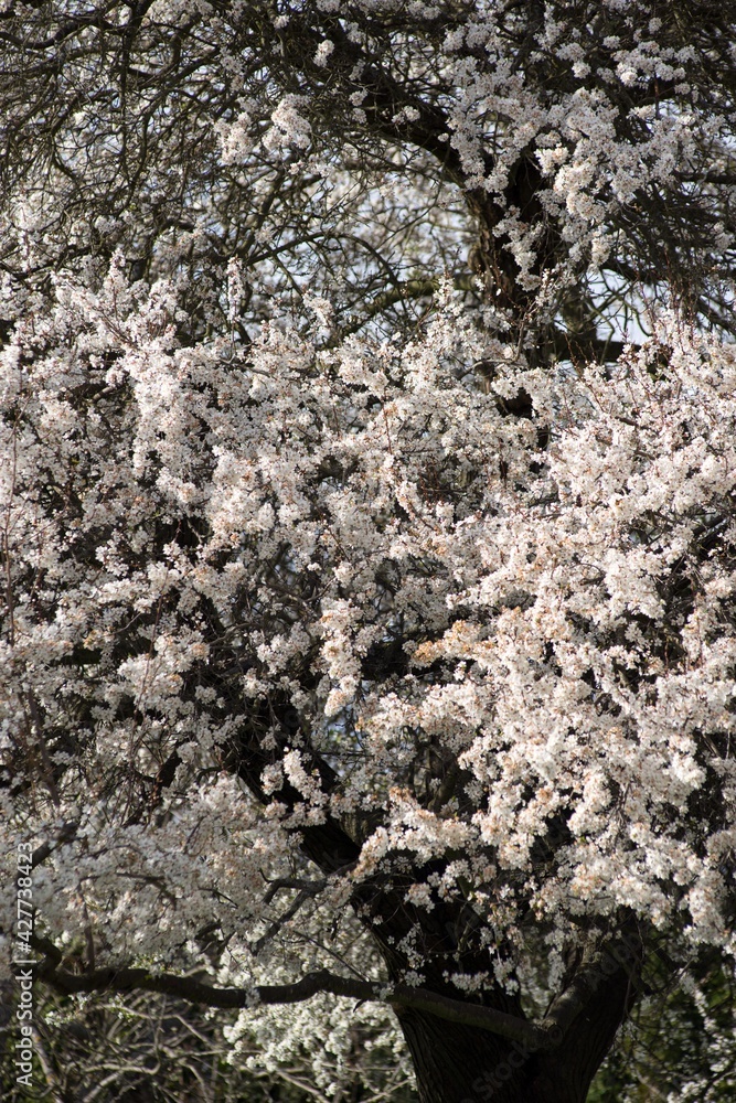 Blossoming cherry tree in spring, white flowers close-up in the background. Blossoming cherry tree in spring, white flowers close-up in the background.