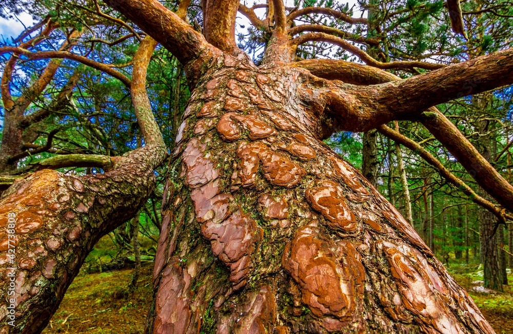 Sosna pochyła wood