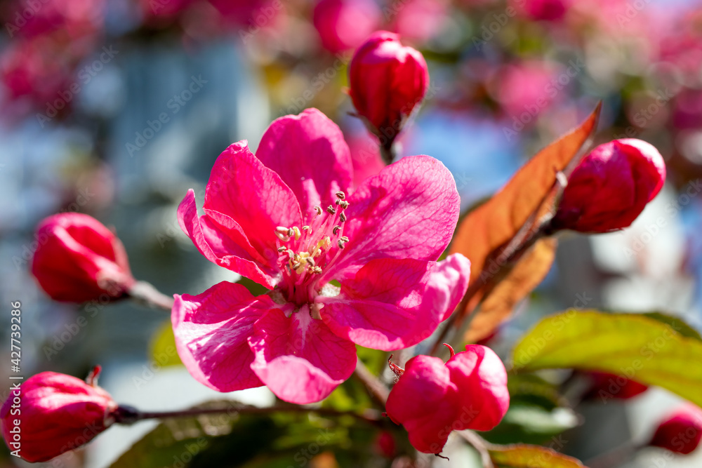 Spring cherry flower blossoms and buds on a bokeh background. Nature blooming in its beauty.