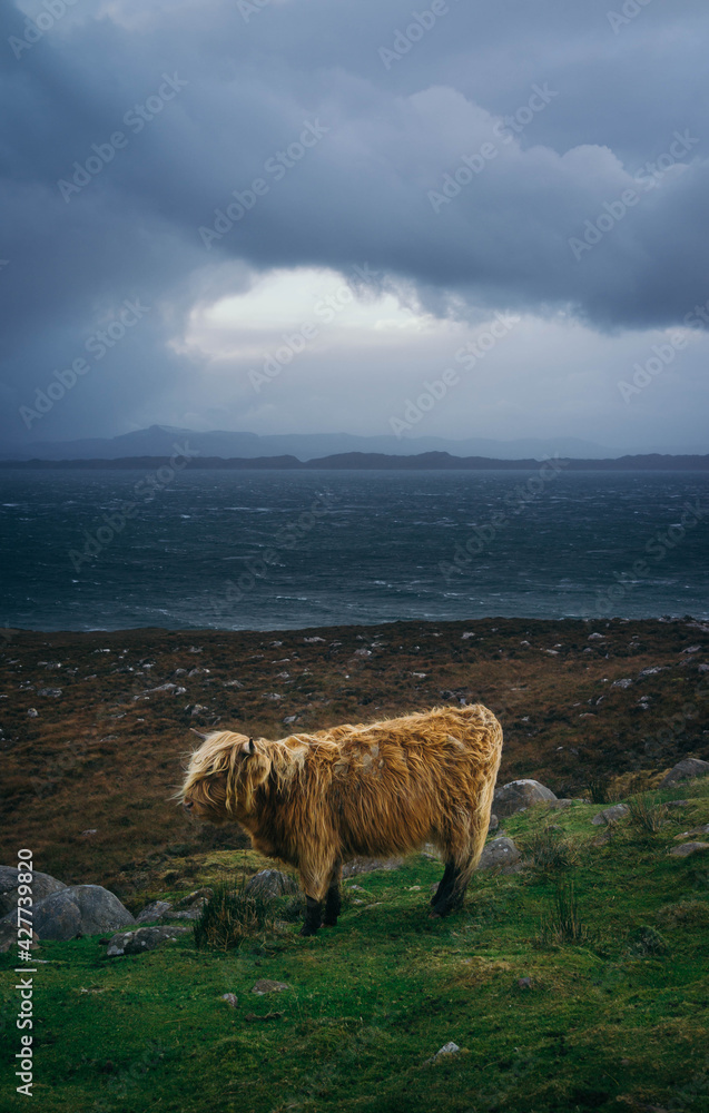 Obraz premium highland cows in the mountains