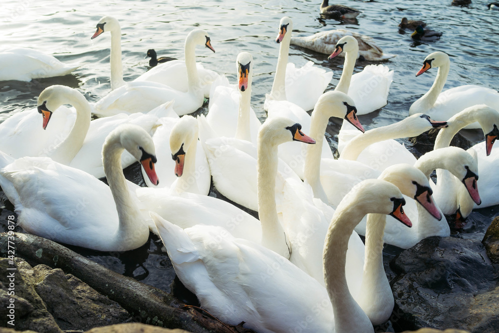 Obraz premium swans on the lake