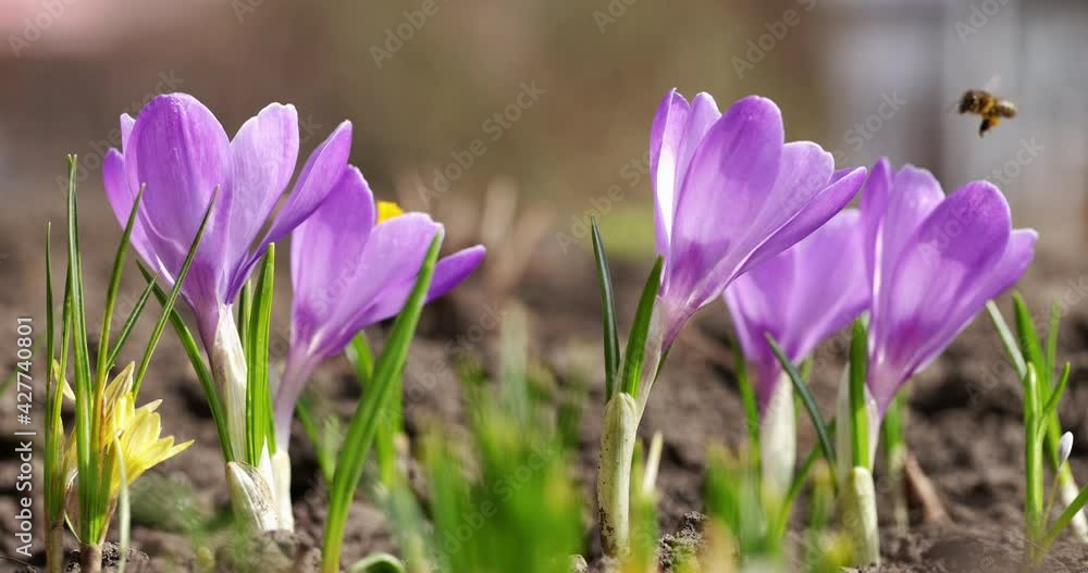 Spring flowers Crocus flowers Flora and fauna Bees working Slow motion Landscape Honey bee Spring meadow Nature Blossom Bee Insect Springtime Sunlight Green grass Sunny Spring Spring flowers Crocus flowers Flora and fauna Bees working Slow motion Landscape Honey bee Spring meadow Nature Blossom Bee Insect Springtime Sunlight Green grass Sunny Spring