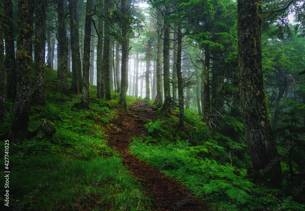 Fototapeta premium path in the forest