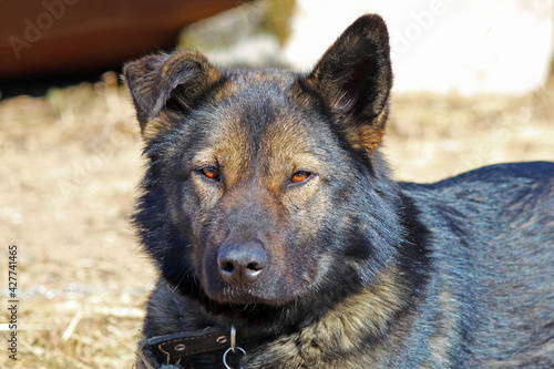 Dog lying on the ground, shepherd breed.