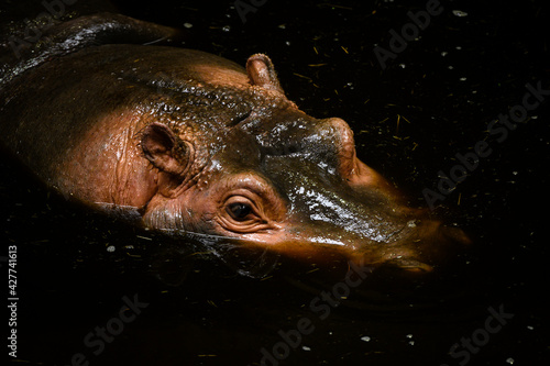 Hippopotamus amphibian from top view on head in dirty dark water. 