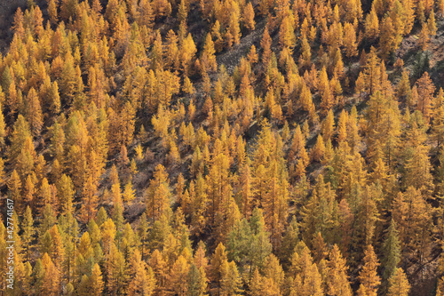 Autumn or fall larch forest high viewing angle with yellow and orange colored trees showing bright autumn colors