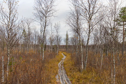 The famous swamp, where Ivan Susanin led the polish army who wanted to destroy the Russian Tsar Mikhail Romanov. Legend says that Susanin was killed by polish soldiers in that swamp. photo