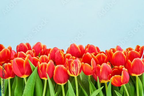 Red tulips border on a blue background. Mothers Day  Valentines Day  birthday celebration concept.