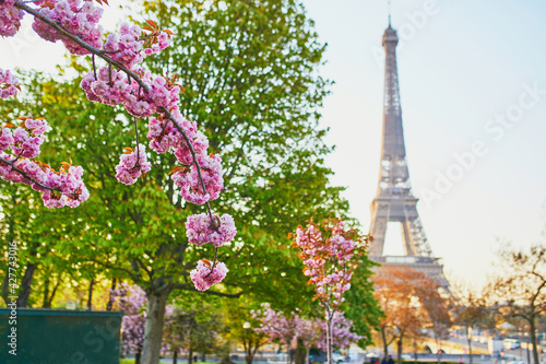 Scenic view of the Eiffel tower with cherry blossom trees in full bloom in Paris