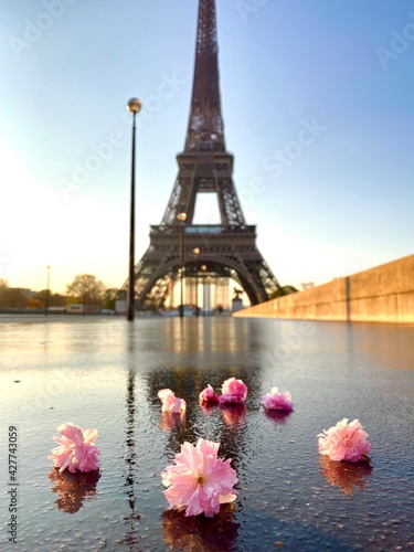 Scenic view of the Eiffel tower with cherry blossom flowers lying on wet asphalt