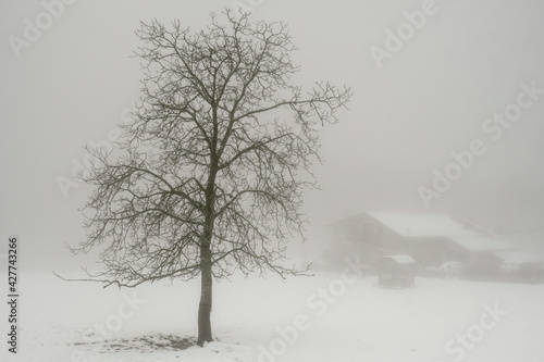 Silhouettes of trees among the mist and snow