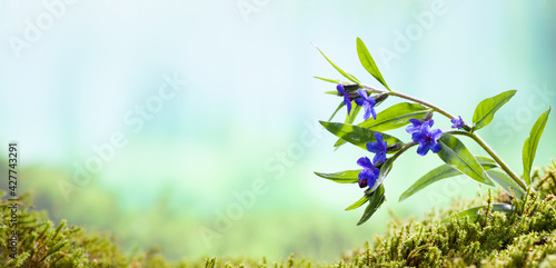 Fototapeta Naklejka Na Ścianę i Meble -  It's spring time. Mountain Wild Flowers in the Forest