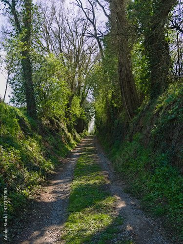 Sentier forestier en lisi  re de bois