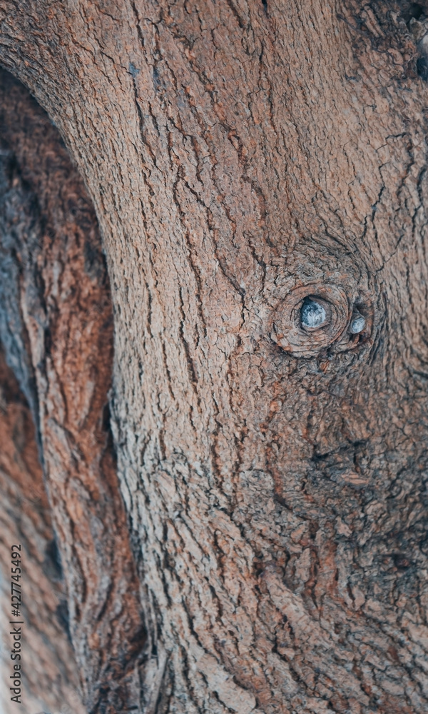 Natural structure of the bark of a mulberry tree. Highly detailed tree bark texture. Tree bark close up texture. Natural tree bark background template. Rough barrel surface. Gray, brown background. Natural structure of the bark of a mulberry tree. Highly detailed tree bark texture. Tree bark close up texture. Natural tree bark background template. Rough barrel surface. Gray, brown background.