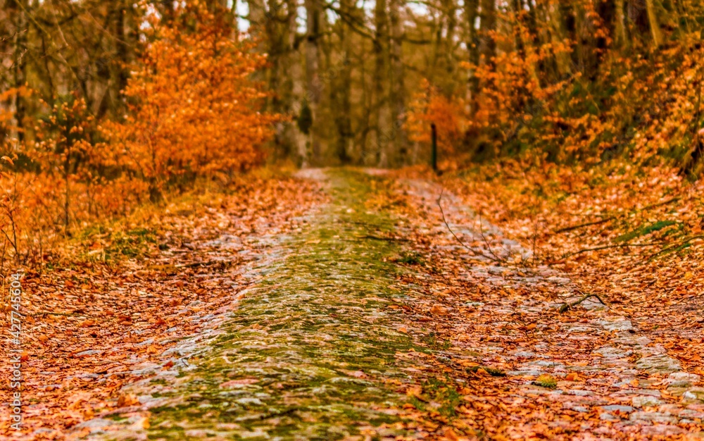 Road