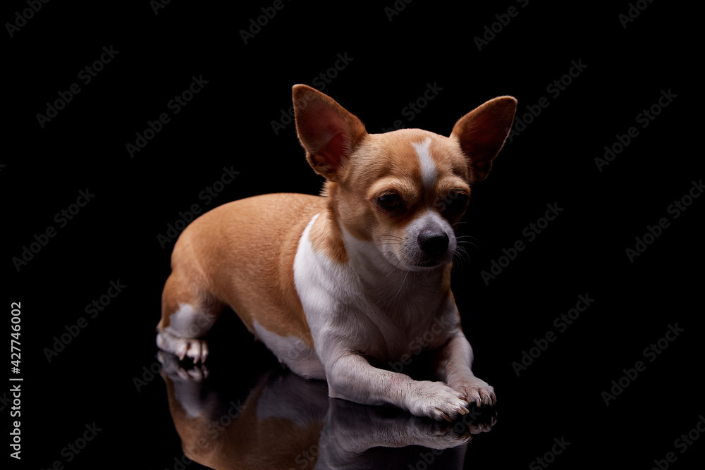Small dog white brown color furry sitting in black background studio commercial for doggie food feed puppy emotion faithful pedigree champion animal pets.