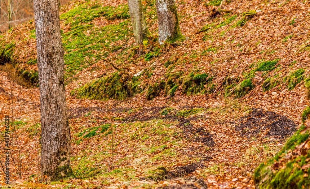 Forest road