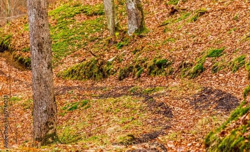Obraz na płótnie Forest road w salonie