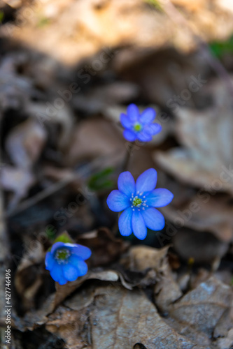 flower in the woods photo