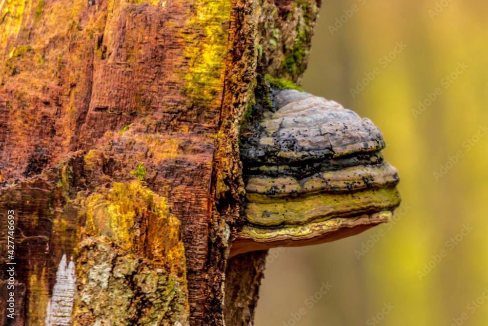Tree an hub