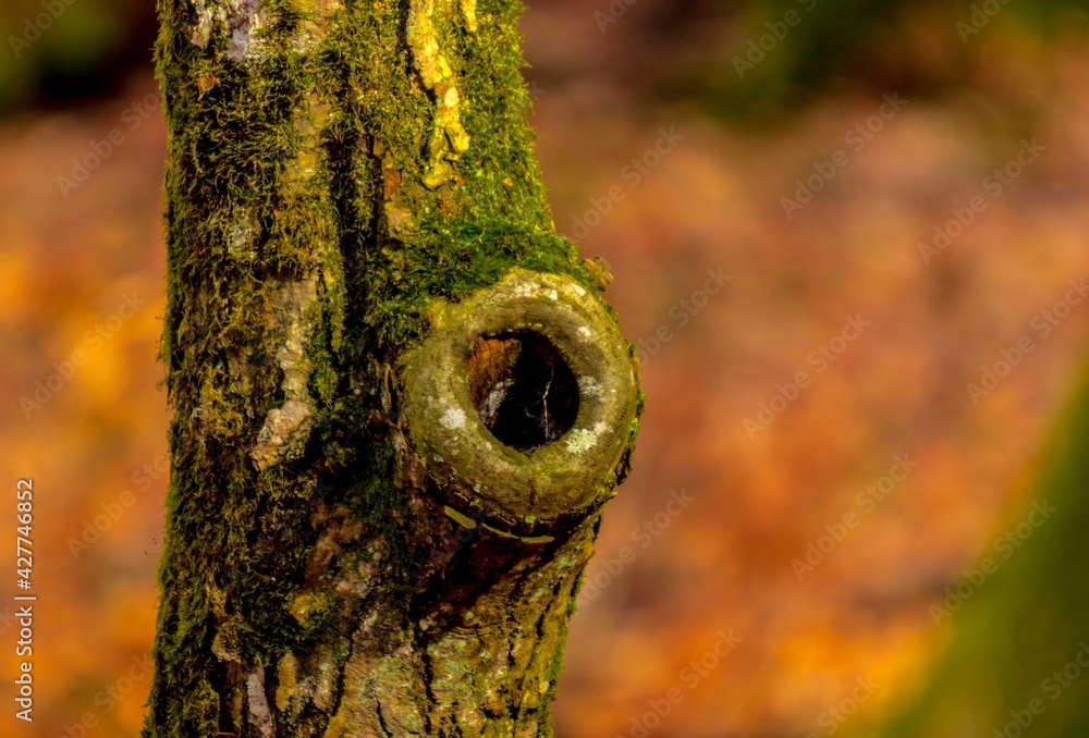 Tree hollow