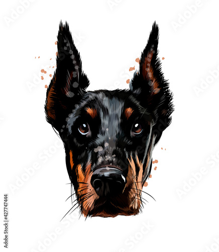 Doberman head portrait from a splash of watercolor, colored drawing, realistic. Vector illustration of paints