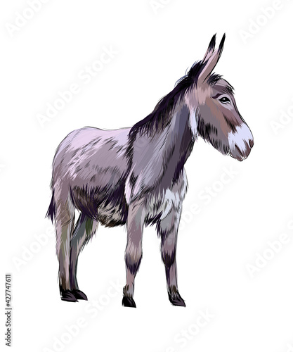 Donkey from a splash of watercolor, colored drawing, realistic. Vector illustration of paints