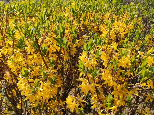 Green-Yellow tree - by juma